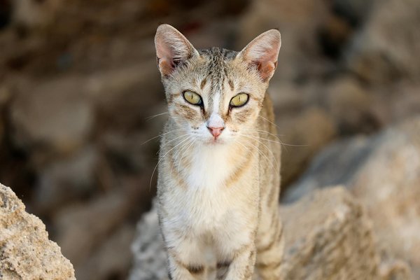 What are the best tips for making a creamy bread and butter pudding?